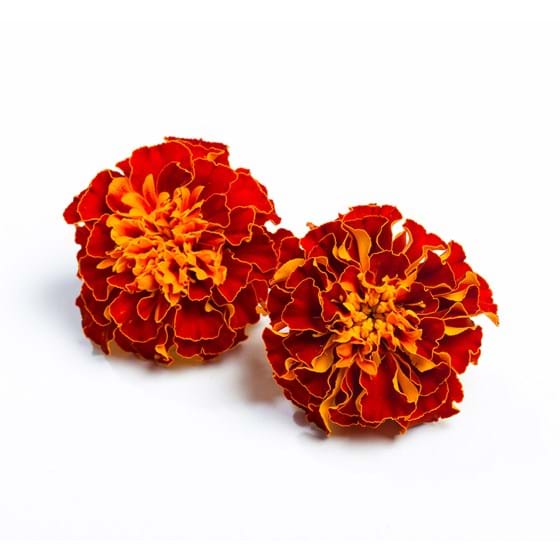 EAT ME Tagetes Rood Productfoto
