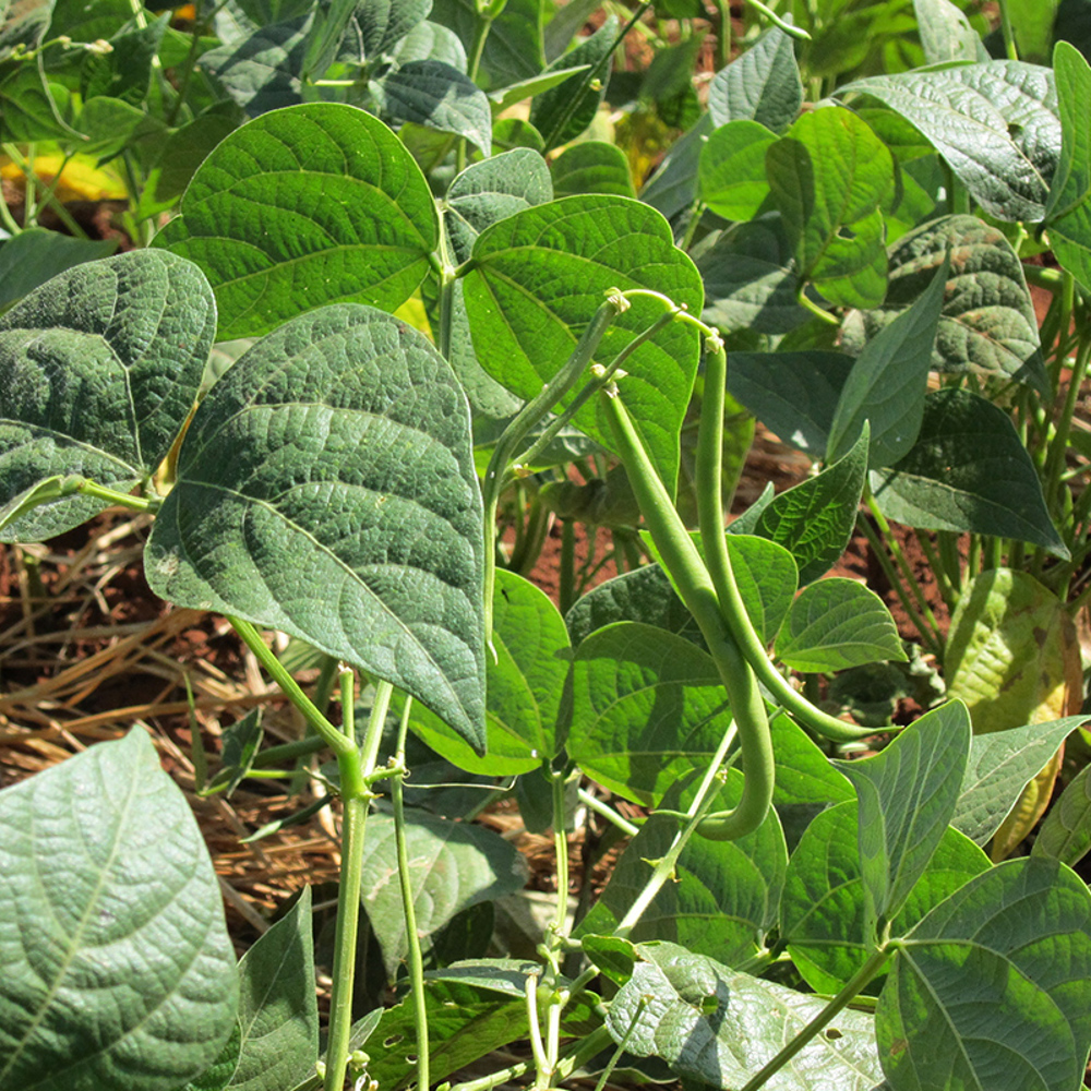 Haricots Verts - Waar Komen Haricots Verts Vandaan