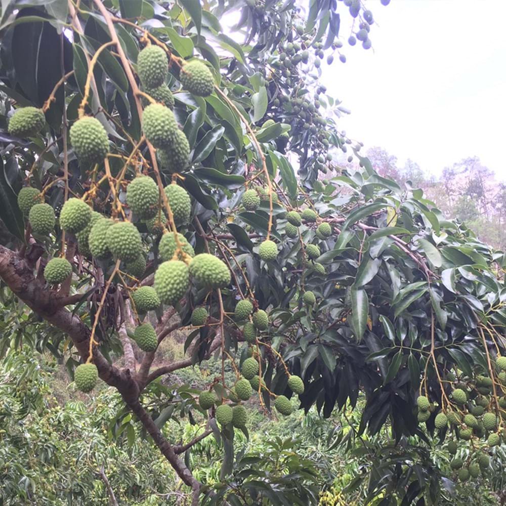 Lychees - Where Did Lychees Come From