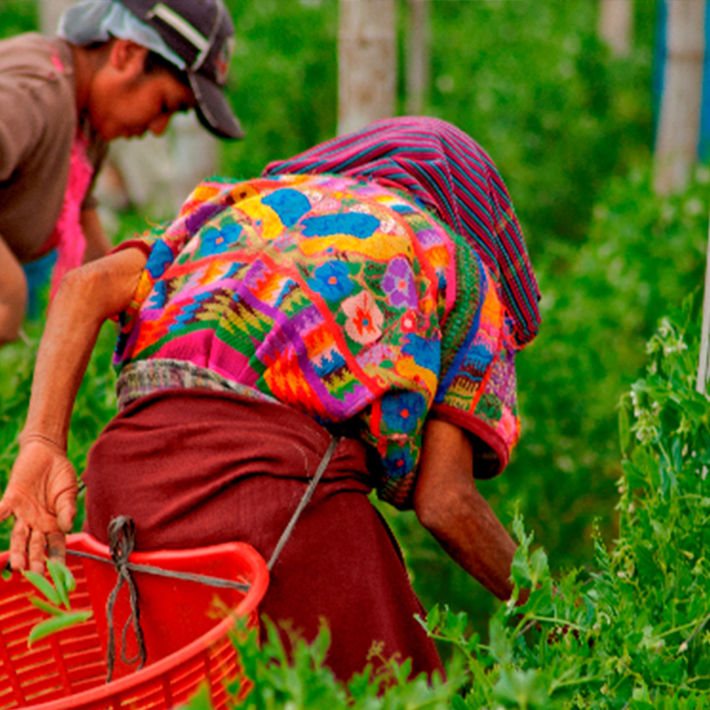 Peultjes - Waar Komen Peulen Vandaan