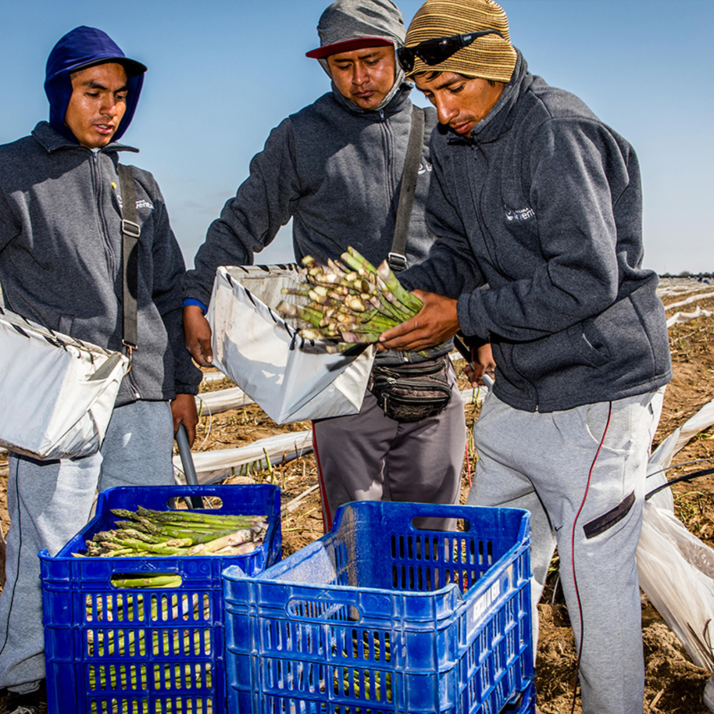 Green Asparagus - Where Did Green Asparagus Come From