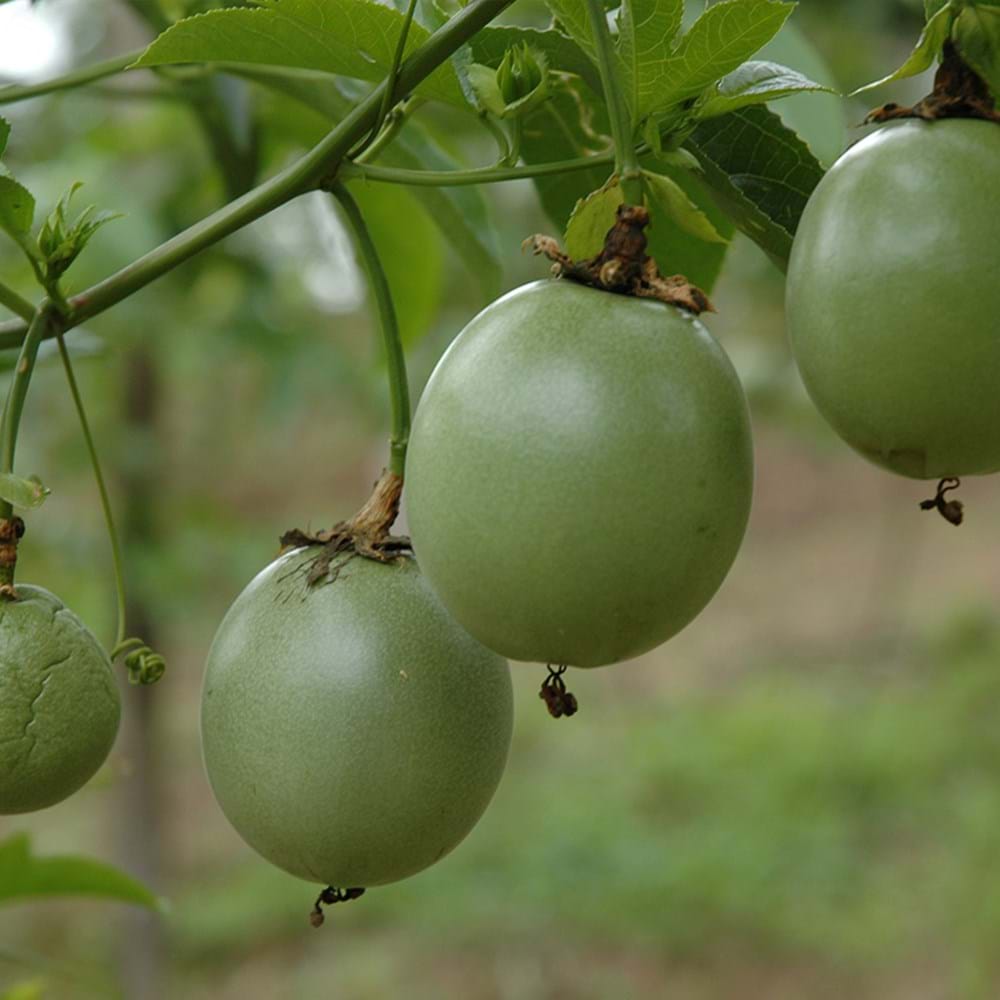 Passion Fruit - Where Did Passion Fruit Come From
