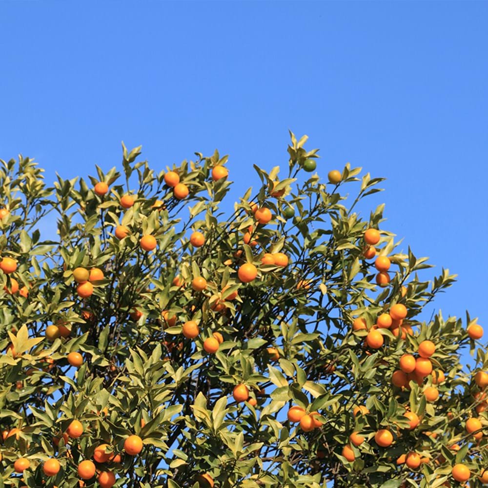 Kumquats - Where Did Kumquats Come From