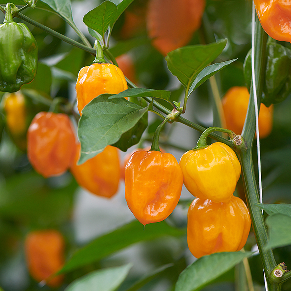 EAT ME Habanero peper teelt