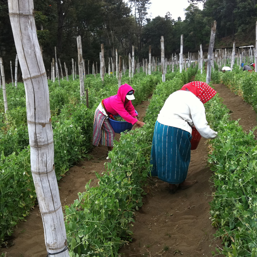 Sugar Snaps - Waar Komen Sugar Snaps Vandaan