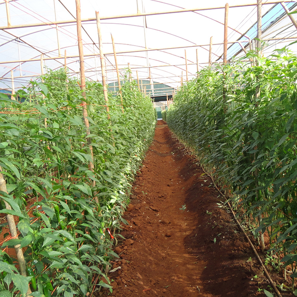 Carolina Reapers - Waar groeien de Carolina Reapers?