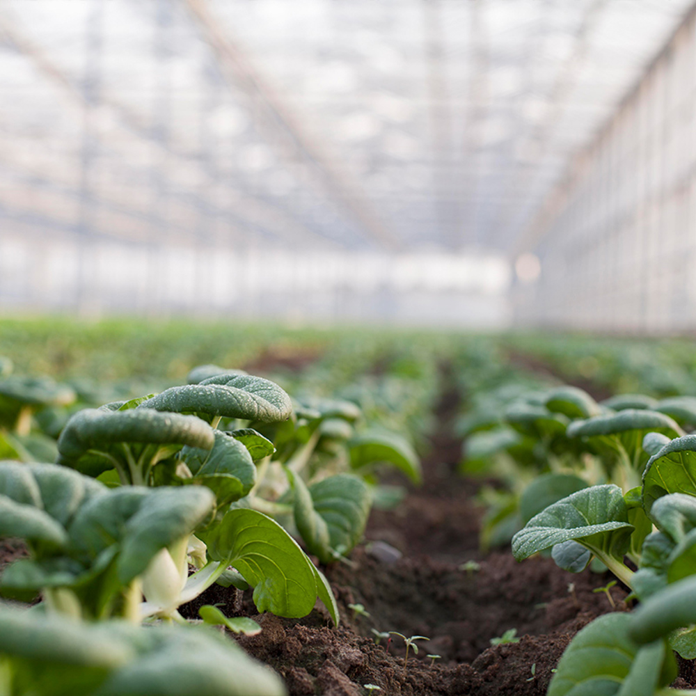 Shanghai paksoi - Woher kommt Shanghai Paksoi