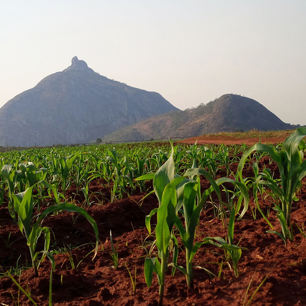 Padrone - Where do the padrone peppers grow?