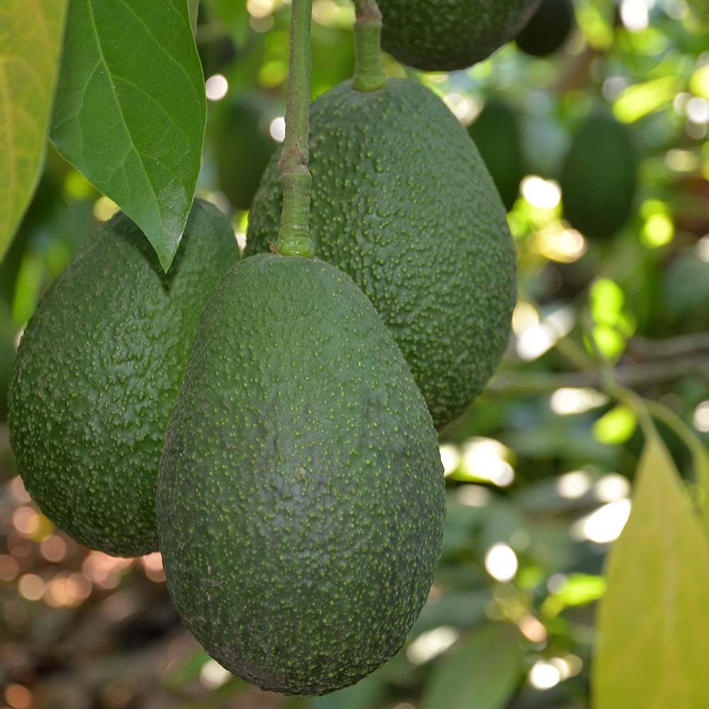Waar komen avocado's vandaan? Avocado teeltfoto