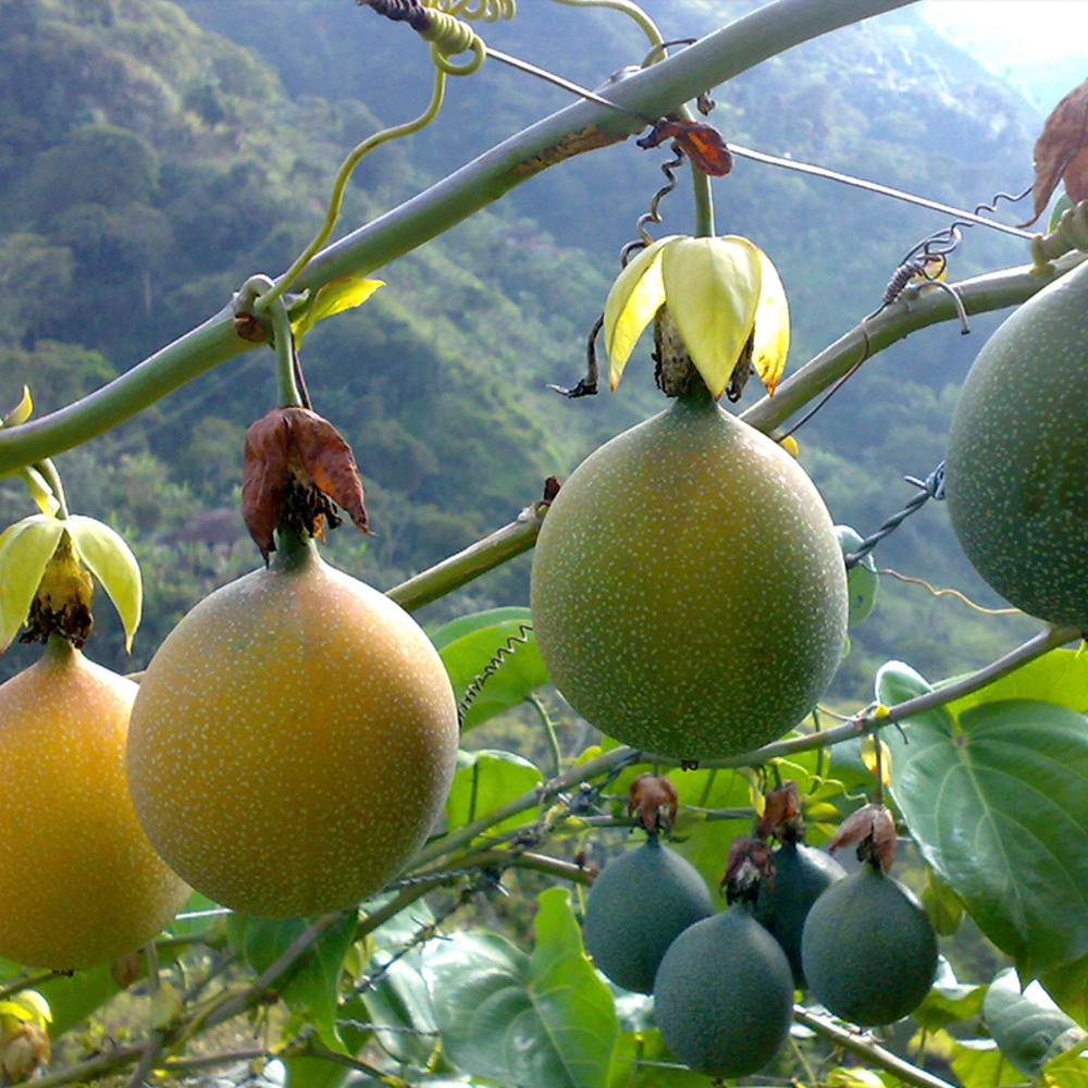 Granadilla - Woher kam Granadilla?