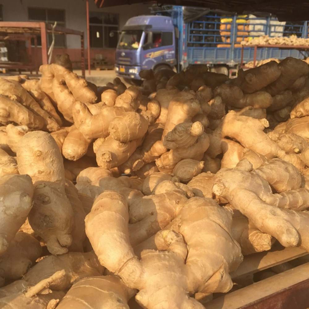 Ginger - Where Does Ginger Come From