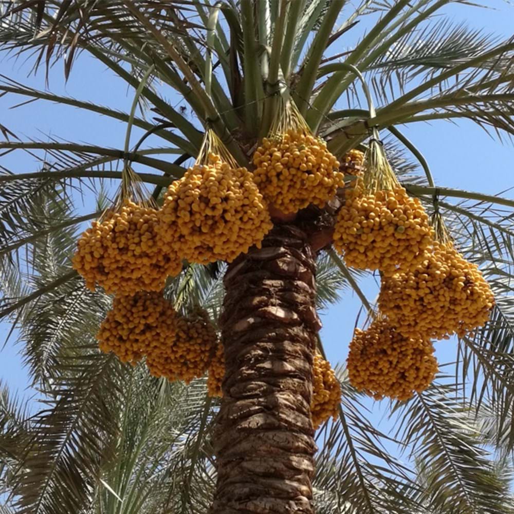 Medjoul Dates - Where Do Medjoul Dates Come From