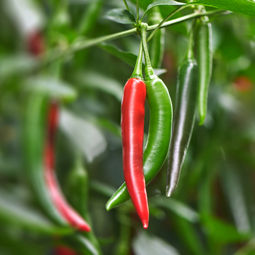 EAT ME Cayenne peper