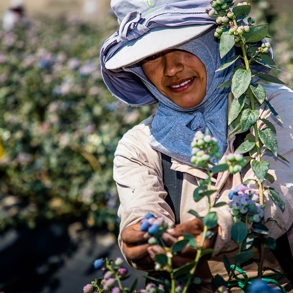 Blaubeeren - Wie nachhaltig sind Blaubeeren