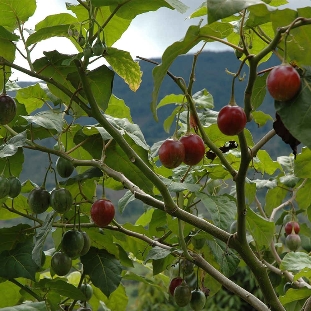 Tamarillo - Where Did Tamarillo Come From