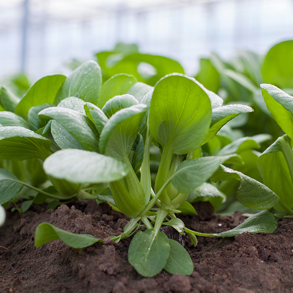 Choisam - Waar Komt choisam Vandaan