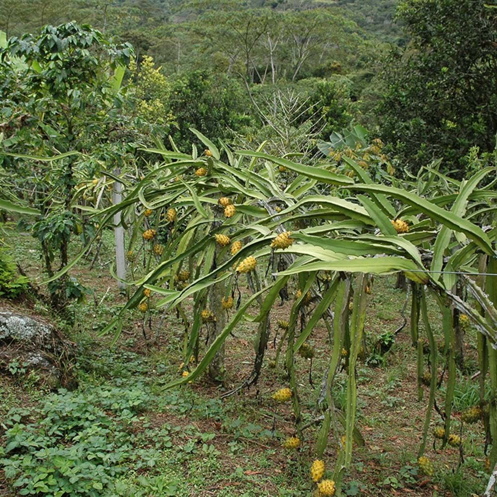 Dragon Fruit Plant Yellow Variety