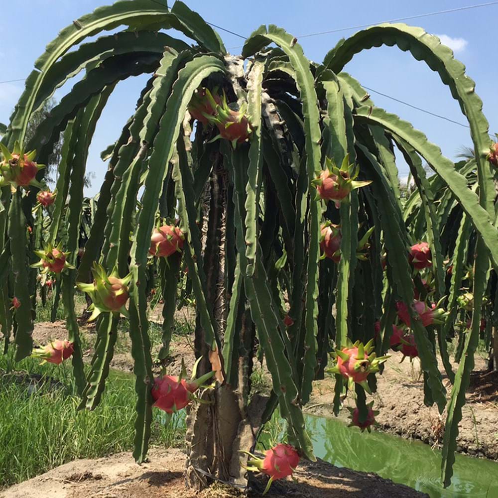 Dragon Fruit - Where Did Dragon Fruit Come From