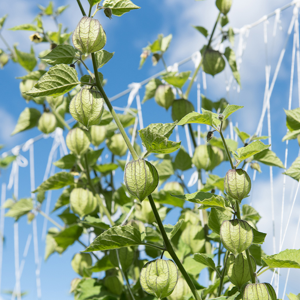 Physalis - Waar Komt Physalis Vandaan