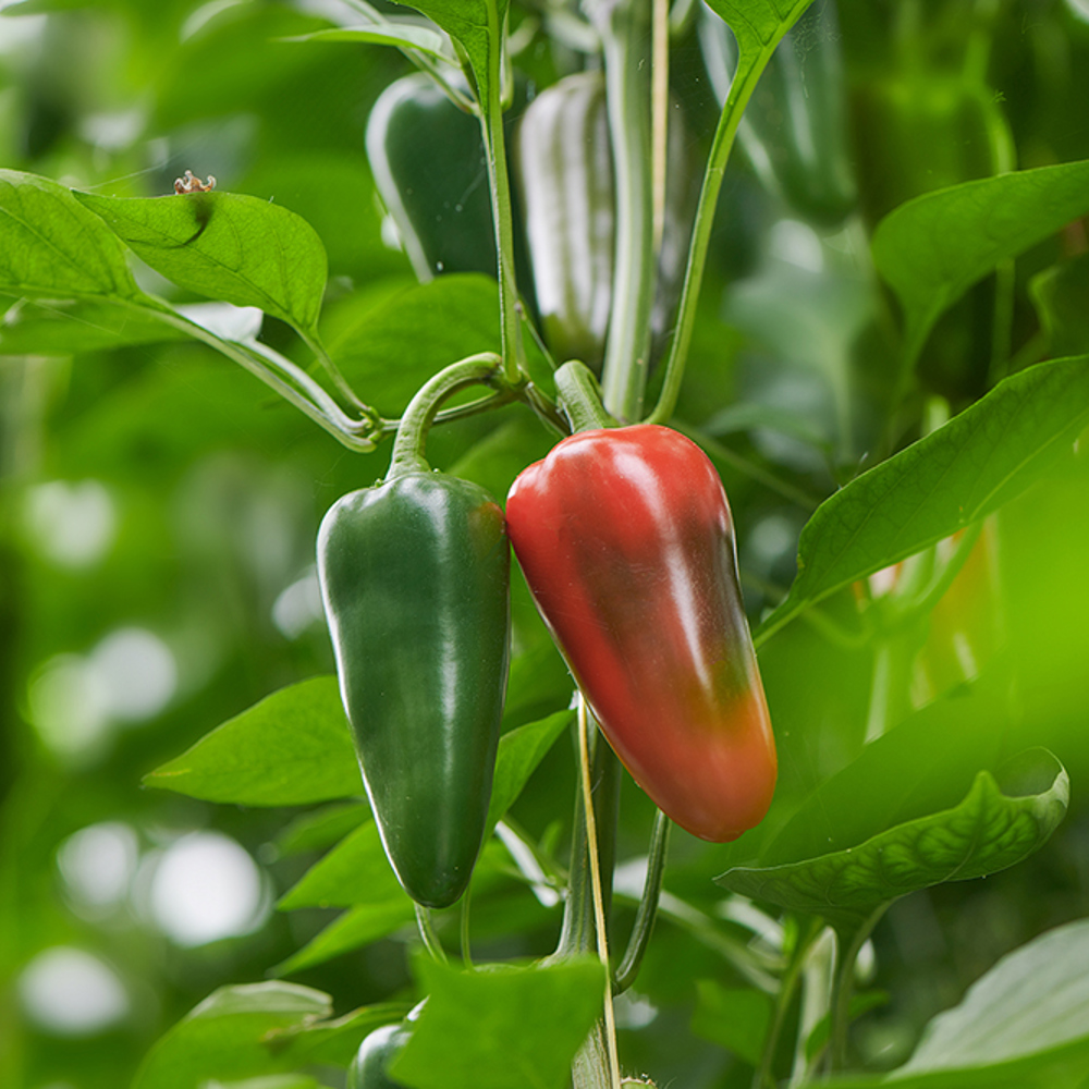 EAT ME Jalapeño peper teelt