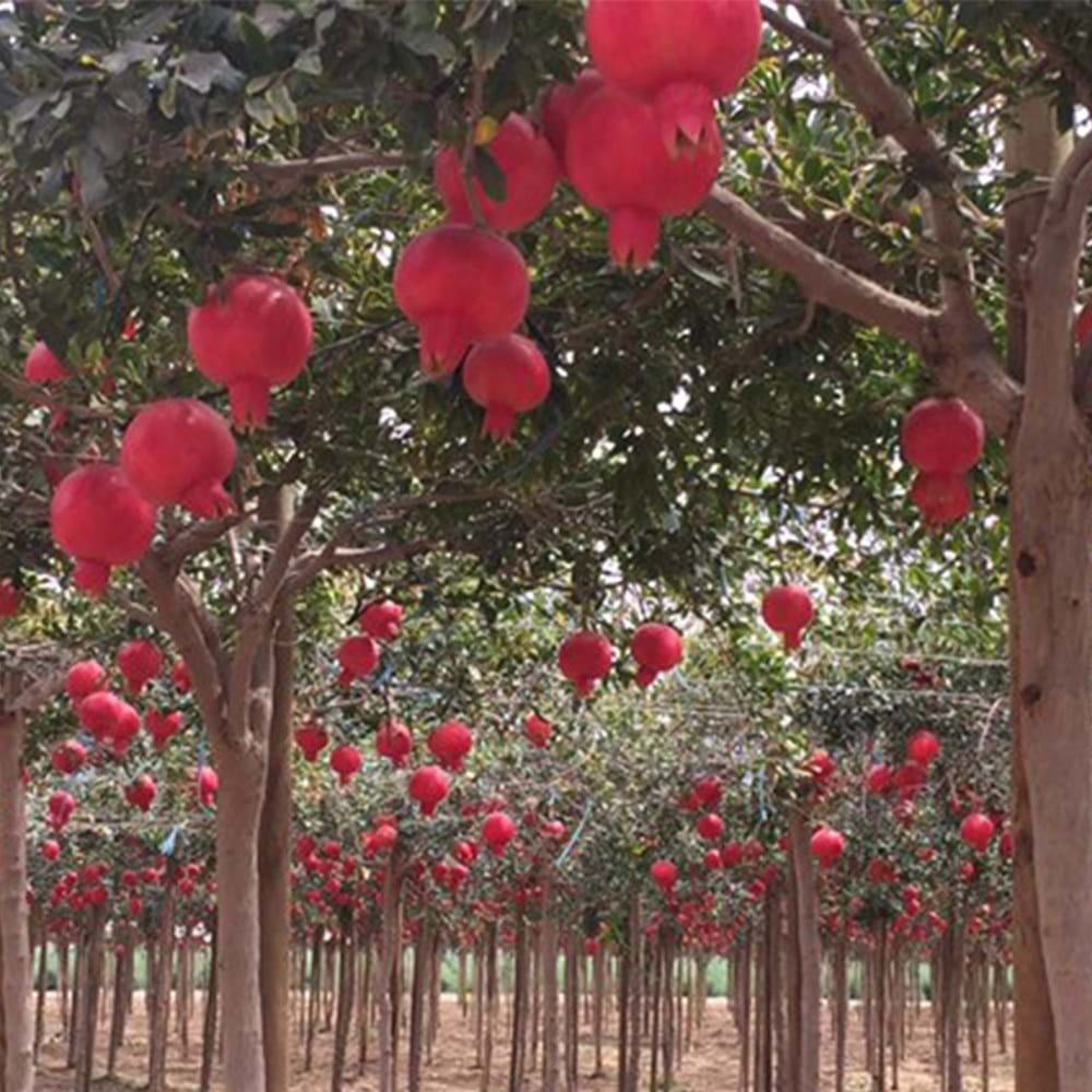 Pomegranate - Where Did Pomegranate Come From