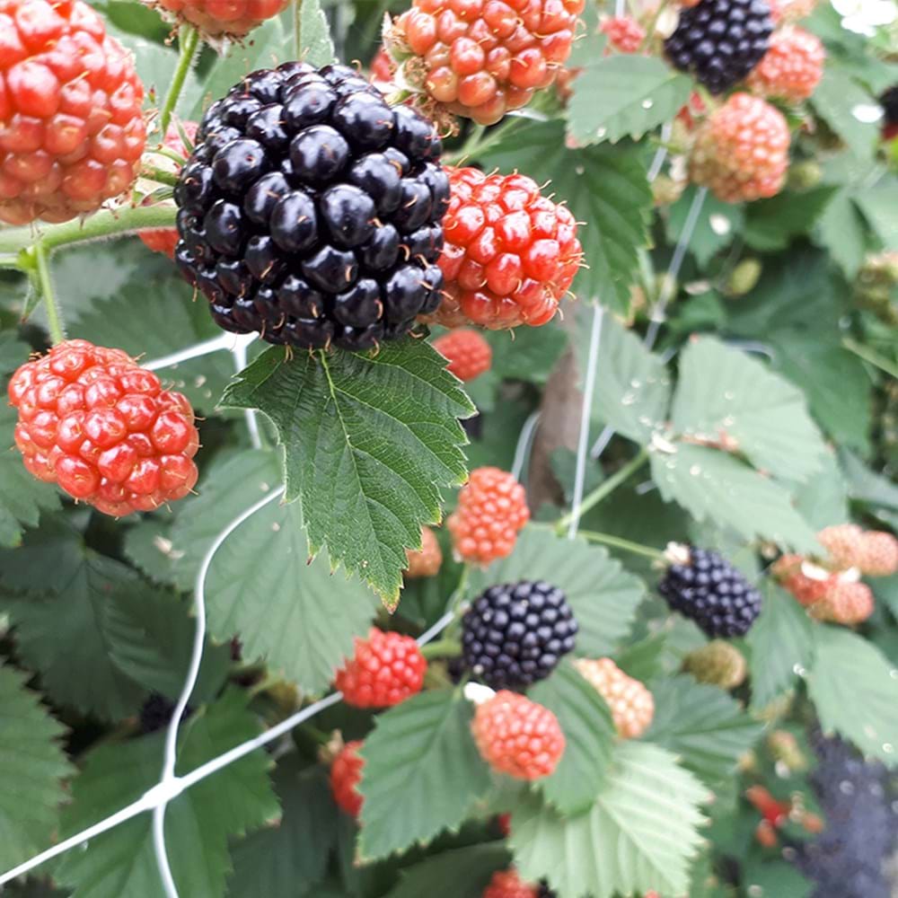 Blackberries - Where Do Blackberries Come From